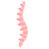 spine Icon